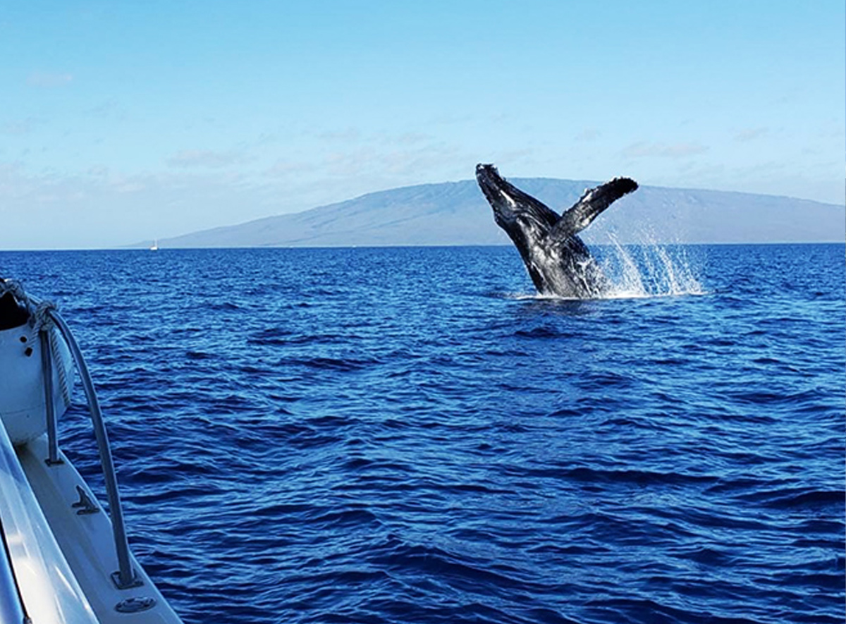 Whale Watching West Maui Captain Woodys Lahaina 2024 in Business Operating Mala Wharf Book Today Kaanapali Resort Boat